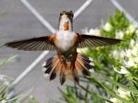 Hummer51.jpg