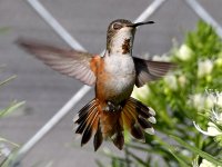 Hummer52.jpg