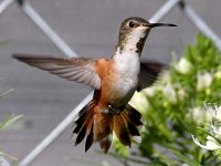 Hummer53.jpg