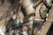 DSC_7500+squirrel tails -0001.jpg