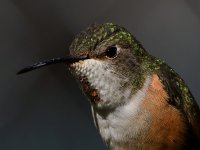 Hummer71.jpg