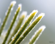 SnowMacro-304.jpg