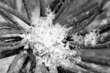 SnowMacro-302.jpg