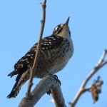 Woodpecker.jpg