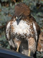 Hawk5.jpg