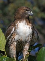 Hawk24.jpg