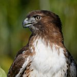 Hawk27.jpg