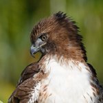 Hawk28.jpg