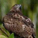 Hawk36.jpg