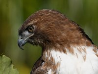Hawk31.jpg