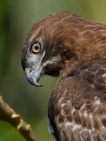 Hawk41.jpg