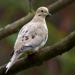 Dove.jpg