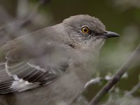 Mockingbird3.jpg