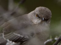 Mockingbird4.jpg