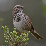 Sparrow2.jpg
