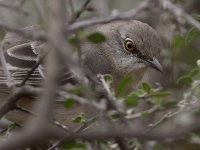 Mockingbird2.jpg