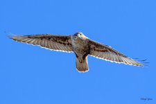 Ferruginous-300.jpg