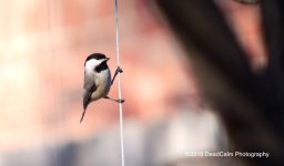 Chickadee N500_3529.jpg