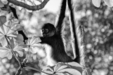 Nikonites B&W-2989.jpg