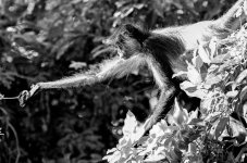 Nikonites B&W-3029.jpg