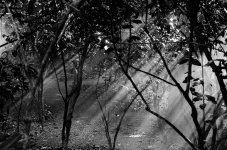 Nikonites B&W-3819.jpg