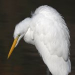 Egret4.jpg