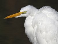 Egret5.jpg