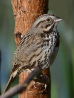 Sparrow3.jpg