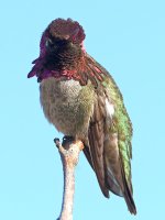 Hummer14.jpg