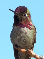 Hummer15.jpg