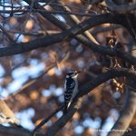 Downy Woodpecker N500_4381.jpg