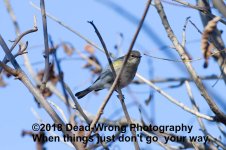 Almost N500_3775.jpg