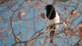 DSC_1894+LLB Magpie iin Snow -0004.jpg