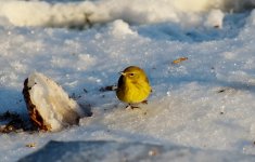 ARW_0341 (1280x819).jpg