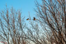 Morning Walk-0719.jpg