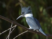 Kingfisher.jpg