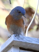 Bluebird.jpg