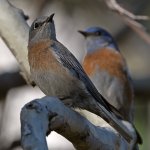 Bluebird3.jpg