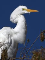 Egret3.jpg