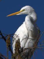 Egret5.jpg