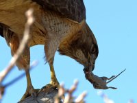 Hawk6.jpg