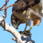 Hawk9.jpg