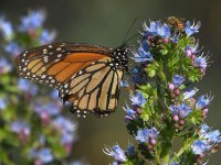 Monarch8.jpg