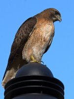 Hawk2.jpg