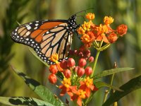 Monarch.jpg