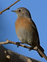 Bluebird6.jpg