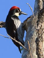 Woodpecker.jpg