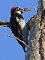 Woodpecker3.jpg