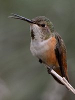 Hummer27.jpg
