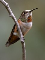 Hummer36.jpg